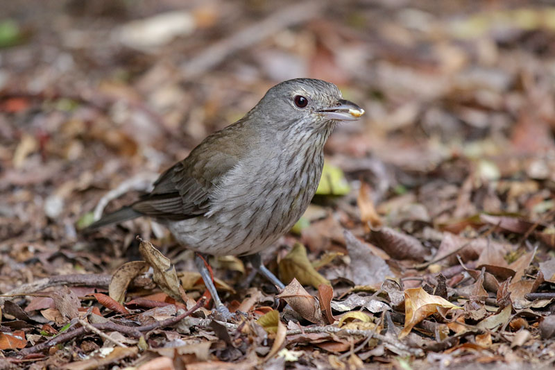 Grey Shrike-thrush