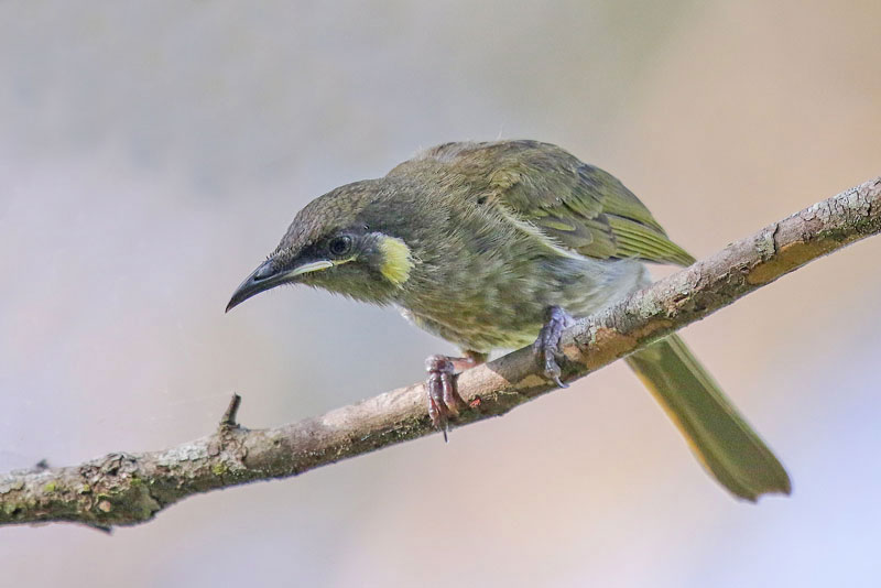 Lewin's Honeyeater