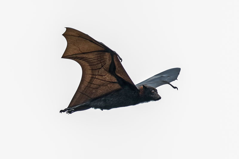Flying Fox