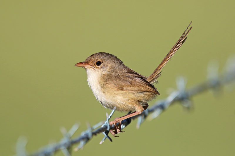 Red-backed Fairywren