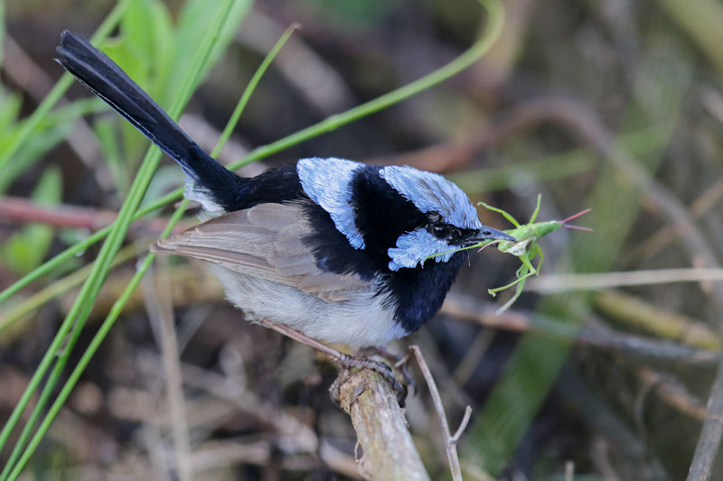 Superb Fairywren