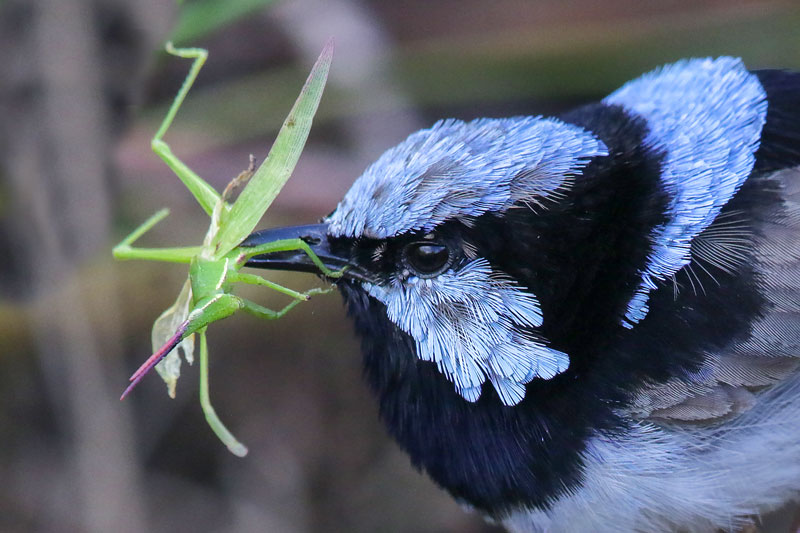 Superb Fairywren