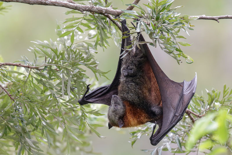 Flying Fox
