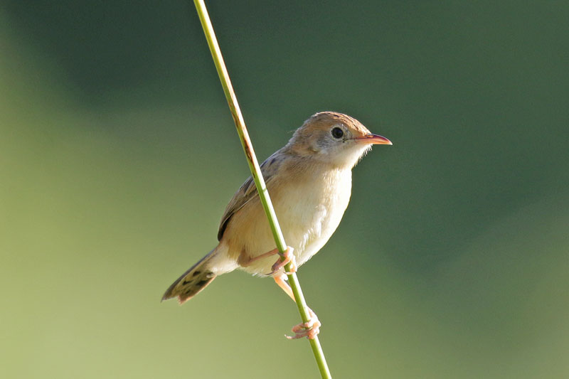 Golden-headed Cisticola