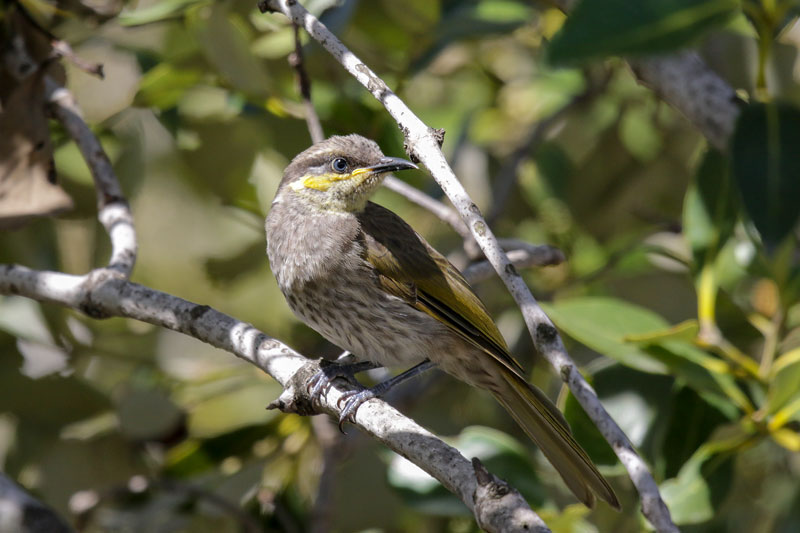 Mangrove Honeyeater