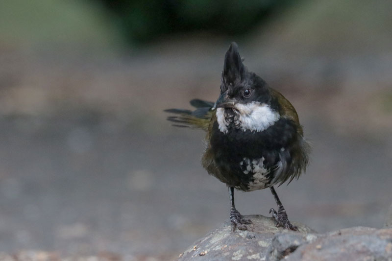 Eastern Whipbird