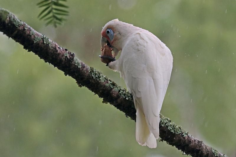 Long-billed Corella