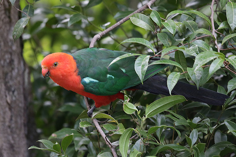 Australian King-Parrot