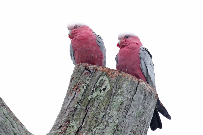 Galah