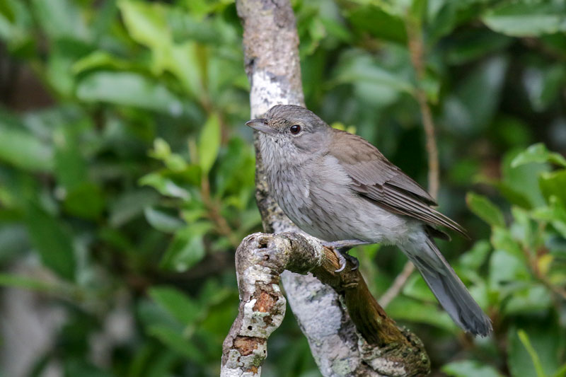Grey Shrike-thrush