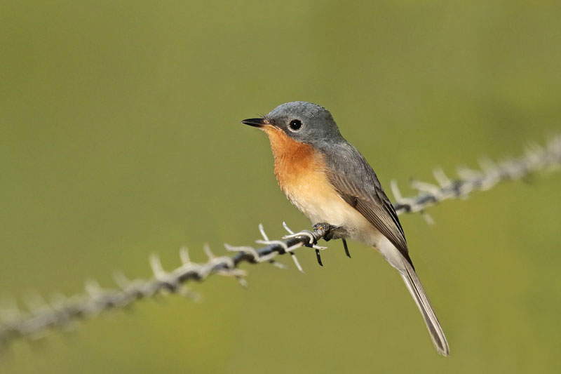 Leaden Flycatcher