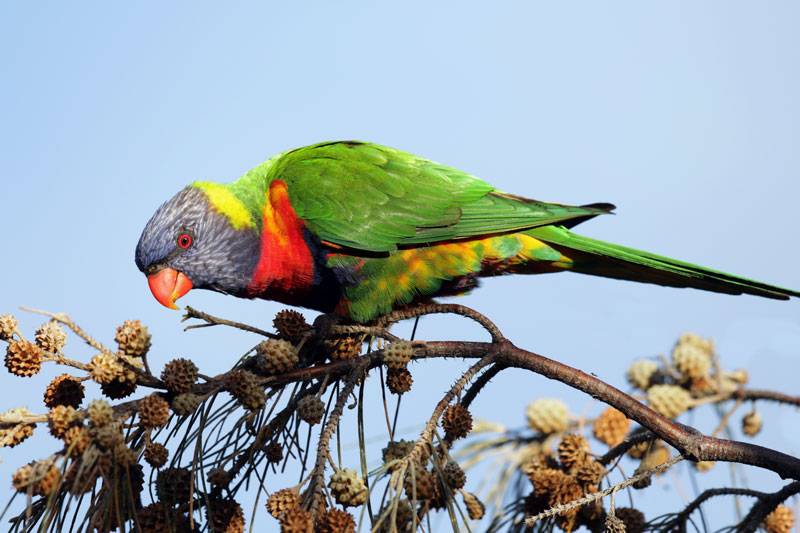 Rainbow Lorikeet