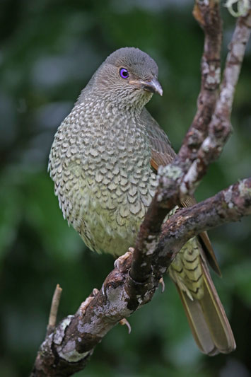 Satin Bowerbird