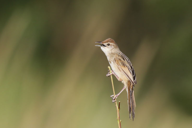 Tawny Grassbird