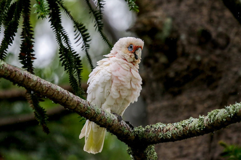 Long-billed Corella