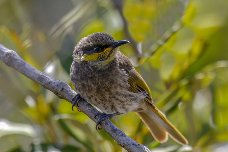 Mangrove Honeyeater