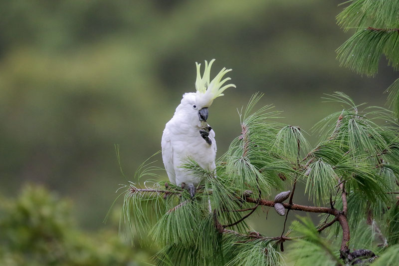 Sulphur-creasted Cockatoo