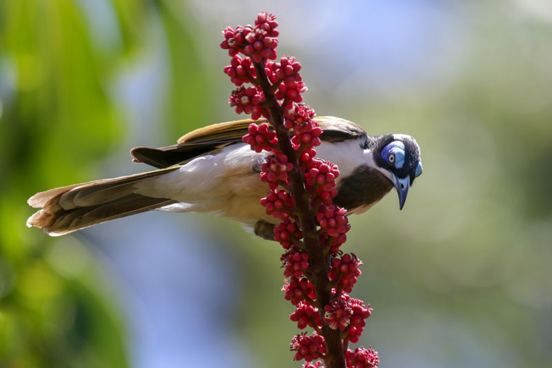 Blue-faced Honeyeater