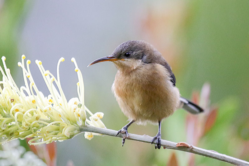 Eastern Spinebill