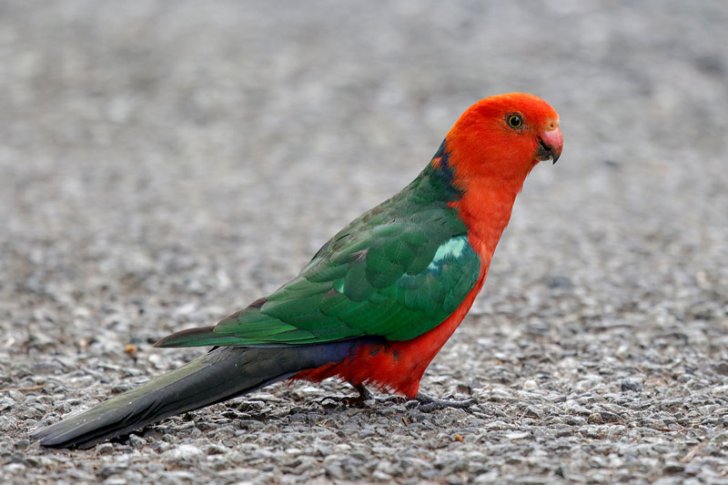 Australian King-Parrot