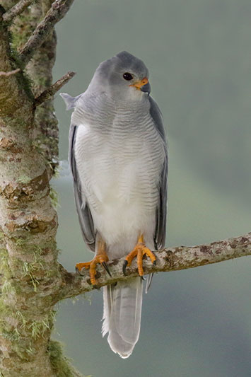 Grey Goshawk