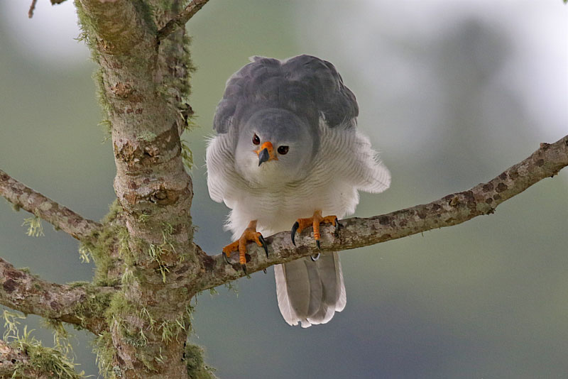 Grey Goshawk