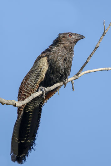 Pheasant Coucal