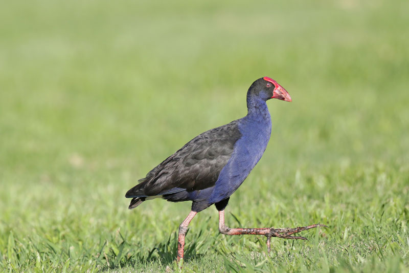 Purple Swamphen