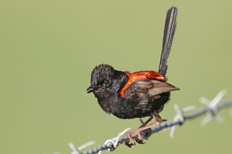 Red-backed Fairywren