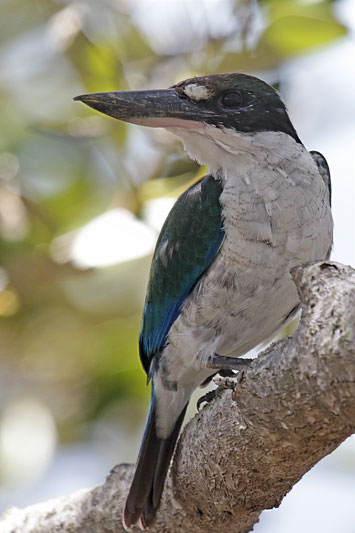 Torresian Kingfisher