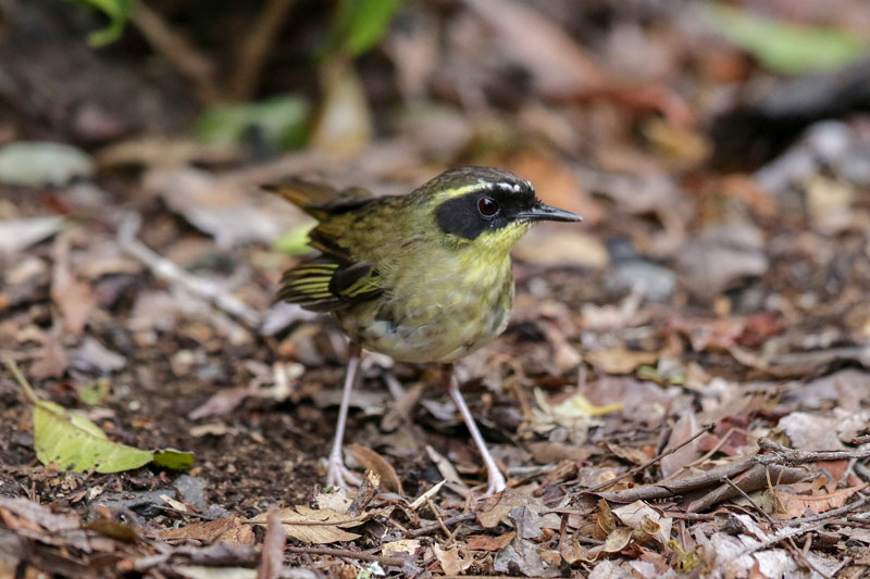 Yellow-throated Scrubwren