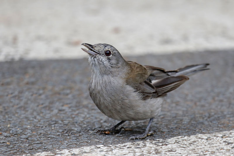 Grey Shrike-thrush