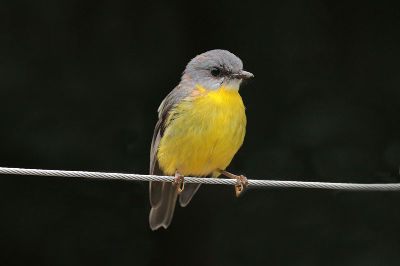 Eastern Yellow Robin