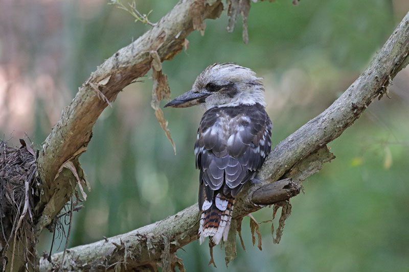 Laughing Kookaburra