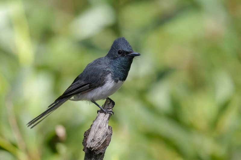 Leaden Flycatcher