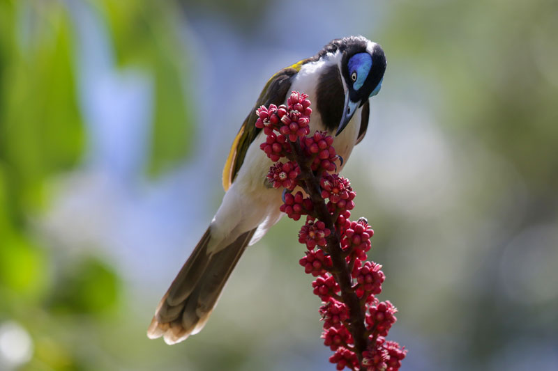 Blue-faced Honeyeater