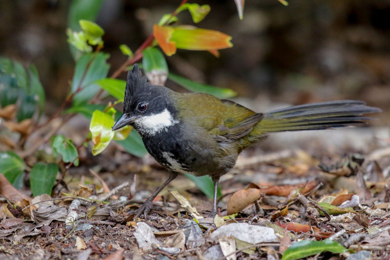 Eastern Whipbird