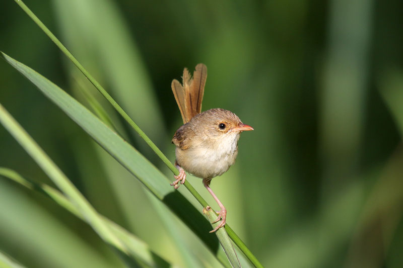 Red-backed Fairywren