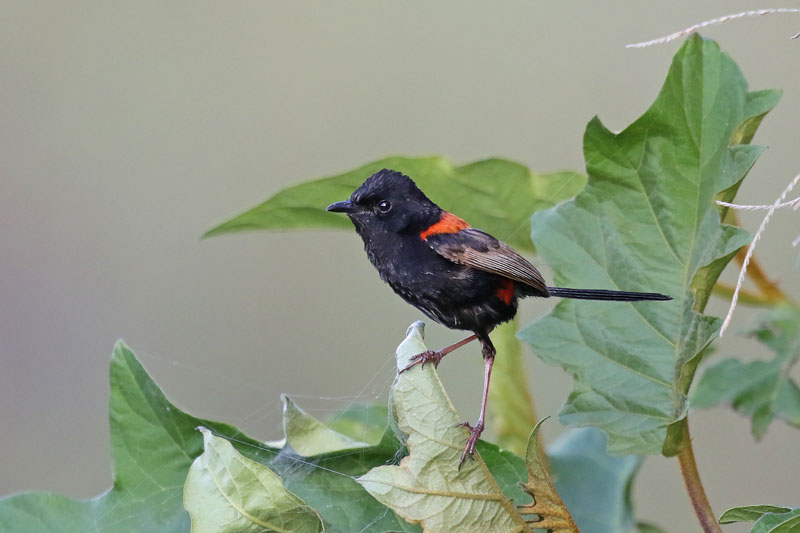 Red-backed Fairywren