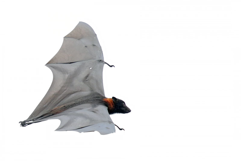 Flying Fox