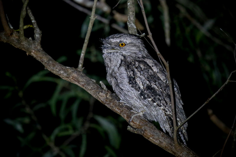 Tawny Frogmouth