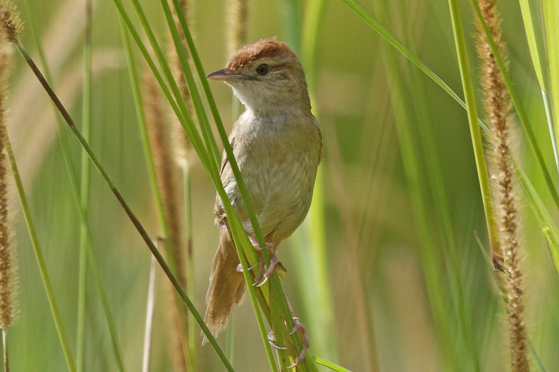 Tawny Grassbird