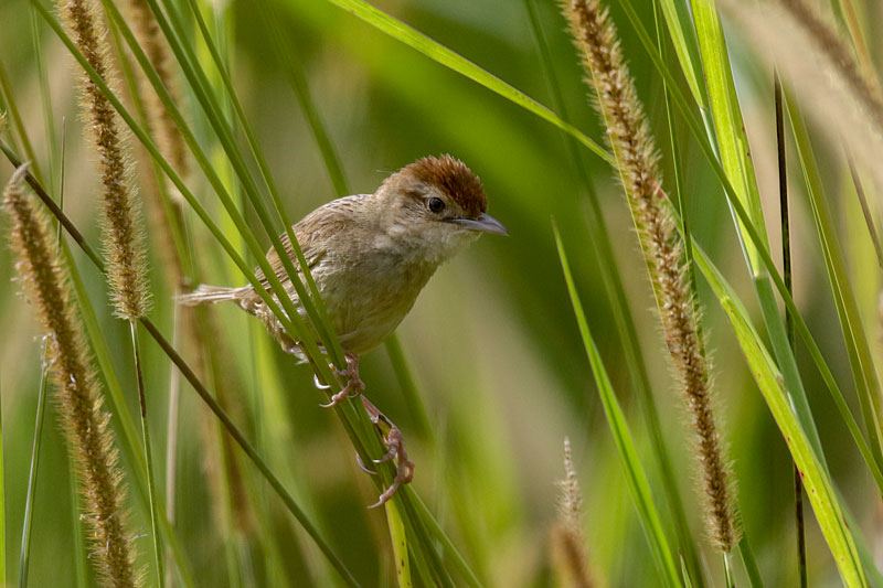 Tawny Grassbird