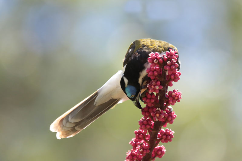 Blue-faced Honeyeater