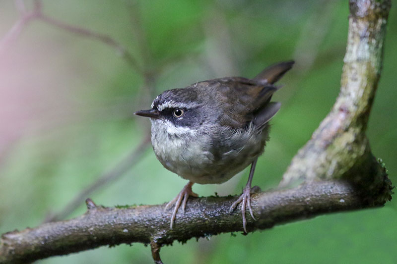 White-browed Scrubwren