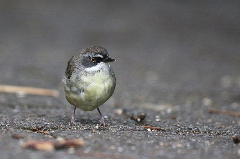 White-browed Scrubwren