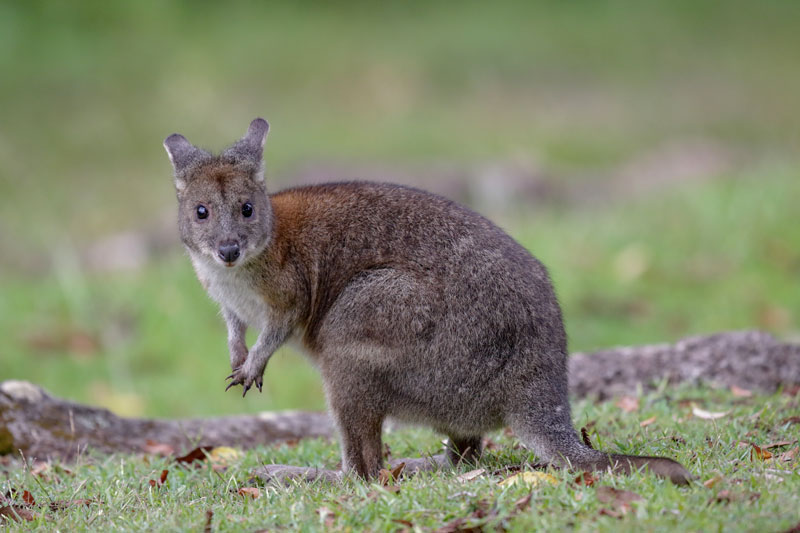 Pademelon Wallaby