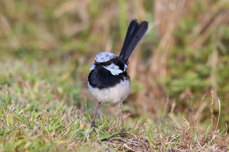 Superb Fairywren