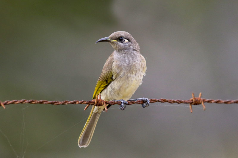 Brown Honeyeater