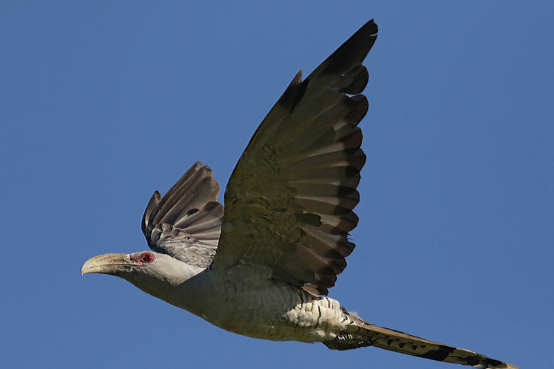 Channel-billed Cuckoo